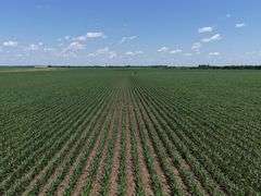 Close-up view of healthy young corn rows stretching across 118.86 acres of farmland for sale in Floyd County, Iowa, under a bright blue sky.
