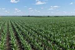 Close-up view of healthy young corn rows stretching across 118.86 acres of farmland for sale in Floyd County, Iowa, under a bright blue sky.