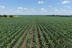 Close-up view of healthy young corn rows stretching across 118.86 acres of farmland for sale in Floyd County, Iowa, under a bright blue sky.