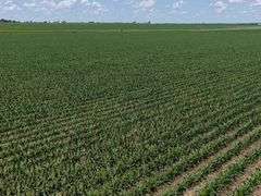 Close-up view of healthy young corn rows stretching across 118.86 acres of farmland for sale in Floyd County, Iowa, under a bright blue sky.