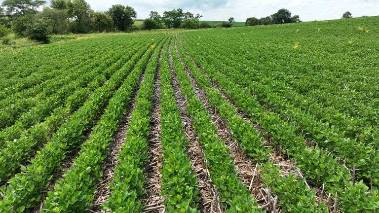 Low-angle drone view of straight, uniform soybean rows emerging through no-till corn residue, with a tree-lined backdrop—part of a 30-acre Washington County, Iowa farm for sale.