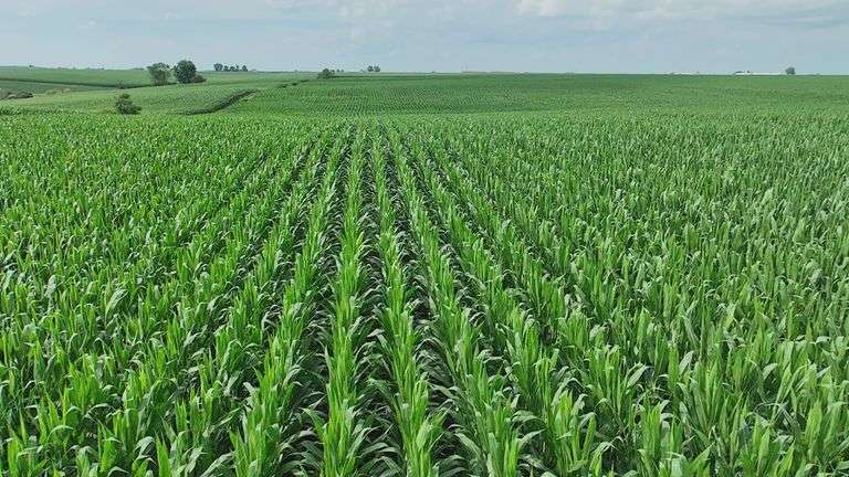 Wide drone view of a 70-acre Washington County, Iowa farm for sale—contiguous green corn rows stretching across gently rolling terrain beneath a summer sky.