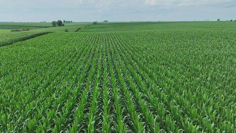Close-up drone view of uniform, knee-high corn rows stretching across rolling Washington County farmland—part of a 72-acre row-crop tract for sale.