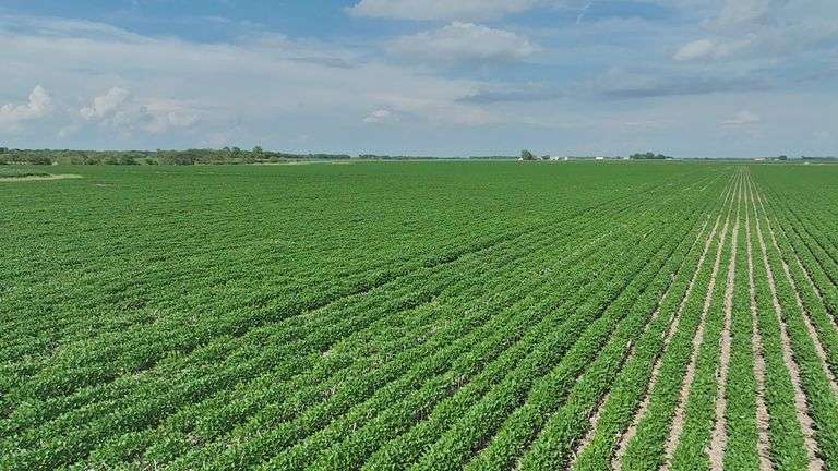 Washington County 120 +/- Acres (Subject to Survey) (Tract 12)