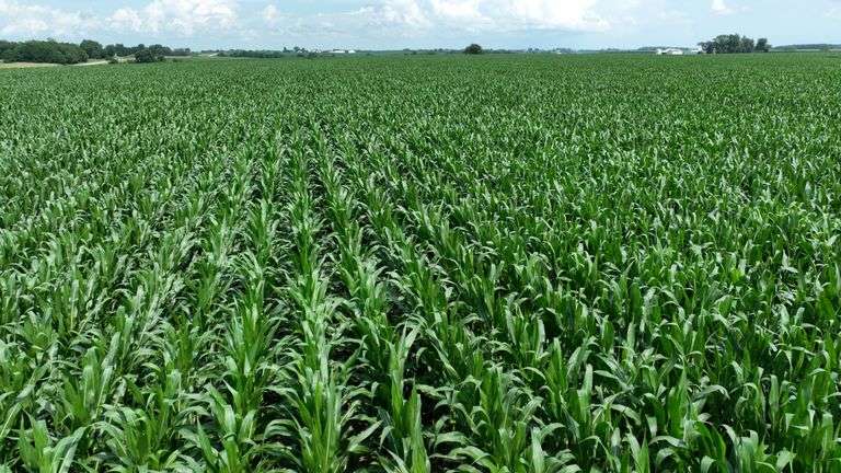 Close-up drone view of uniform, knee-high corn rows stretching across rich soil—part of a 106-acre Washington County, Iowa farm for sale.