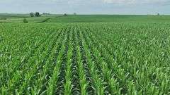 Close-up drone view of uniform, knee-high corn rows stretching across rolling Washington County farmland—part of a 72-acre row-crop tract for sale.