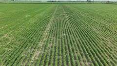 Washington County 120 +/- Acres (Subject to Survey) (Tract 12)