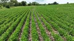 Low-angle drone view of straight, uniform soybean rows emerging through no-till corn residue, with a tree-lined backdrop—part of a 30-acre Washington County, Iowa farm for sale.