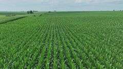 Close-up drone view of uniform, knee-high corn rows stretching across rolling Washington County farmland—part of a 72-acre row-crop tract for sale.