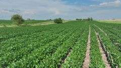 Louisa County 147 +/- Acres (Subject to Survey) (Tract 11)