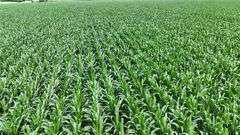 Close-up drone view of uniform, knee-high corn rows stretching across rich soil—part of a 106-acre Washington County, Iowa farm for sale.