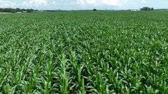 Close-up drone view of uniform, knee-high corn rows stretching across rich soil—part of a 106-acre Washington County, Iowa farm for sale.