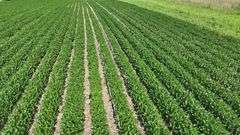 Louisa County 147 +/- Acres (Subject to Survey) (Tract 11)