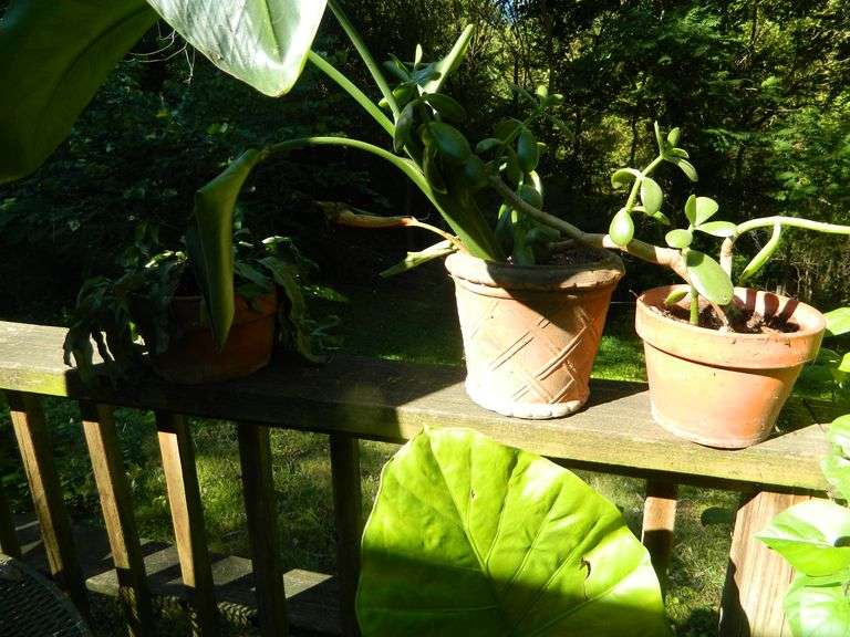 Asst of Flower Pots, Some with Plants