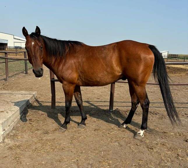 "Laico Locket" 2009 AQHA Gelding 15.2hh