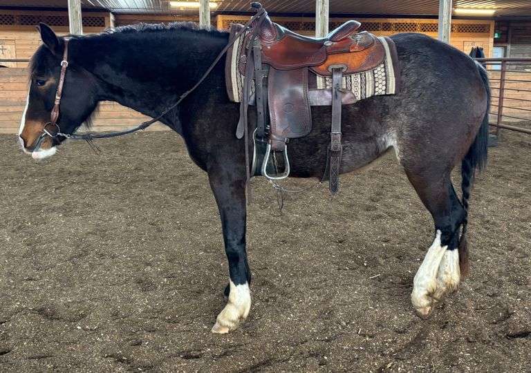 3 yr Old Quarter Horse Mare ( Not On Site )