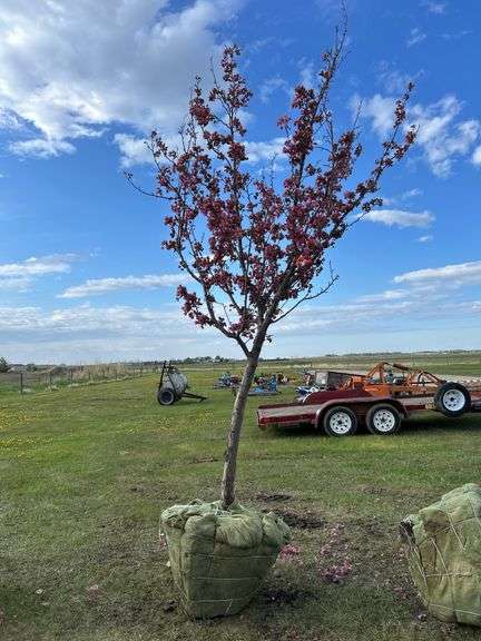 Thunderchild Crab Tree, approx 60-70mm, *Unreserved*