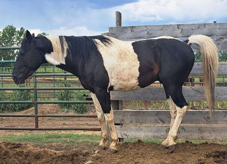 4 Yr old Untouched Stallion, *Unreserved*