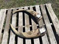 Vintage Horns carved w/ dragons, approx 2'L, *Unreserved*