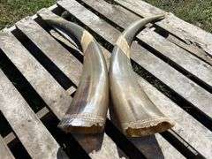 Vintage Horns carved w/ dragons, approx 2'L, *Unreserved*