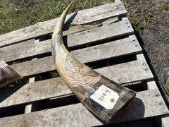 Vintage Horns carved w/ dragons, approx 2'L, *Unreserved*