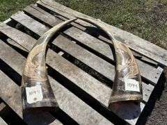 Vintage Horns carved w/ dragons, approx 2'L, *Unreserved*