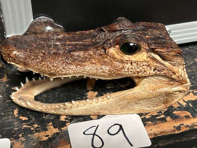 SMALL ALLIGATOR TAXIDERMY HEAD APROX 6"L
