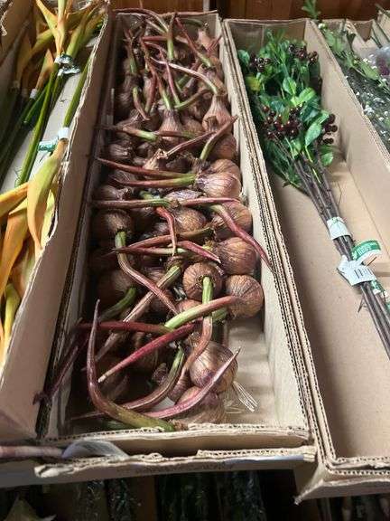 AMBEST RED ONION W/BALL x4 APROX 12"