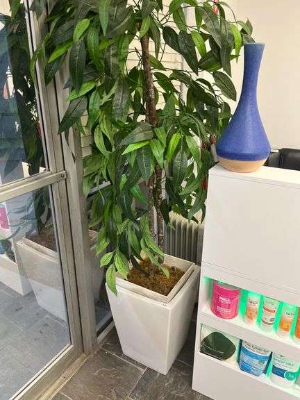 Approx 6ft Tall decorative Office plant in white vase