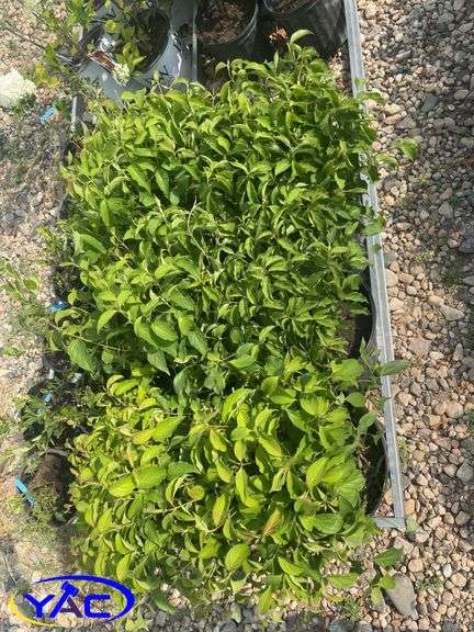 6 - Red Osier Dogwood ( BIDDER MUST PAY 6X THE BID PRICE )