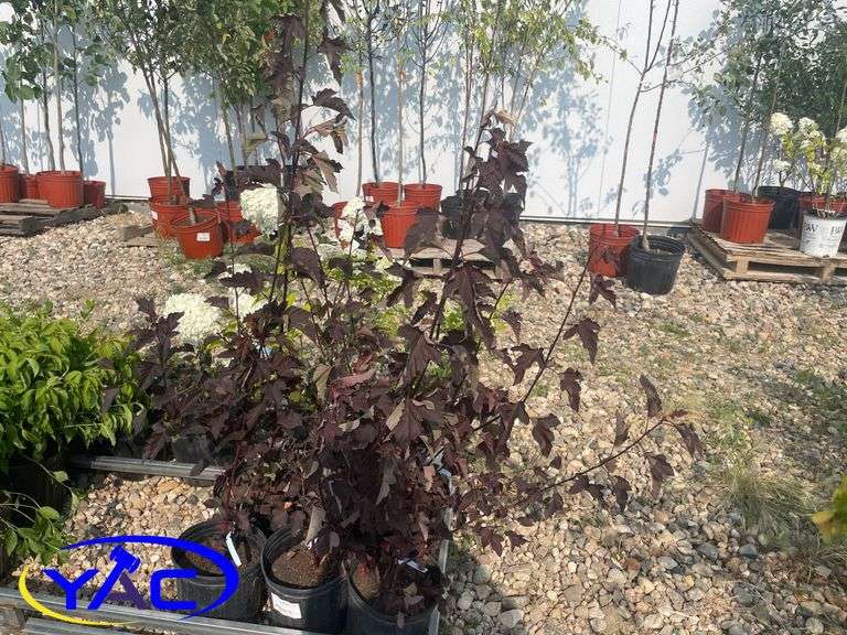 6 - Diablo Ninebark ( BIDDER MUST PAY 6X THE BD PRICE )