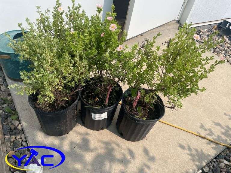 4 - Pink Beauty Potentilla ( BIDDER MUST PAY 4X THE BID PRICE )