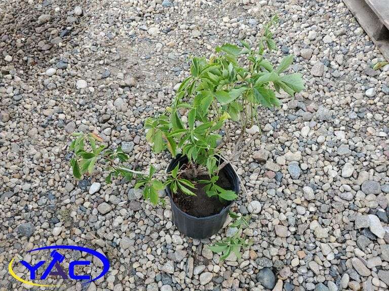 6 - Virginia Creeper ( BIDDER MUST PAY 6X THE BID PRICE )