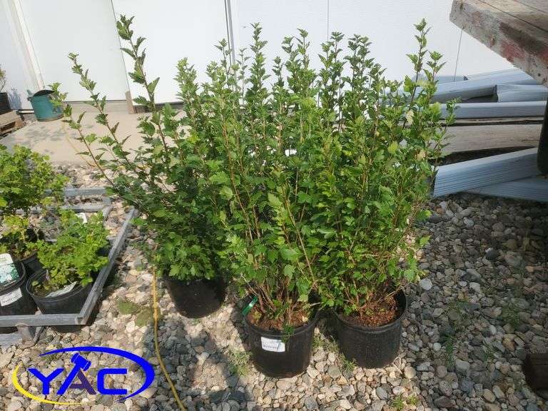 6 - Alpine Currant ( BIDDER MUST PAY 6X THE BID PRICE )