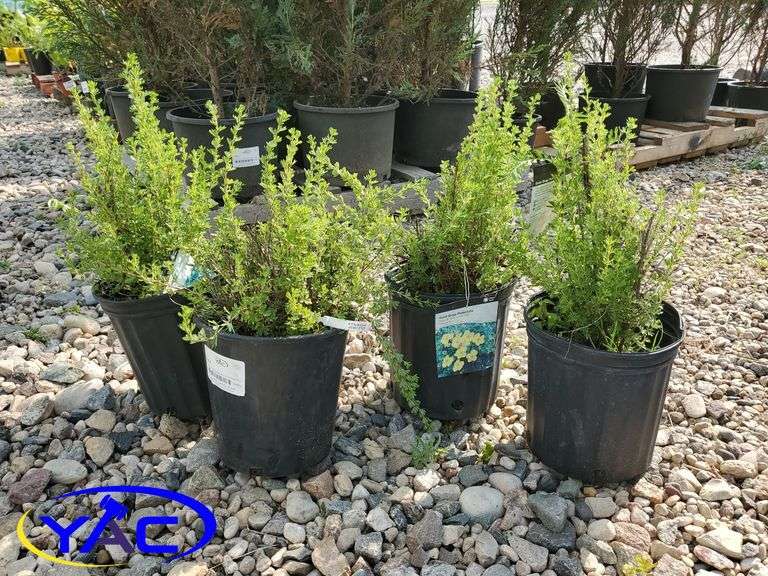 4 - Gold Drop Potentilla ( BIDDER MUST PAY 4X THE BID PRICE )