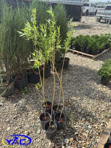 5- Golden Willows (BUYER MUST PAY 5X THE BID PRICE)