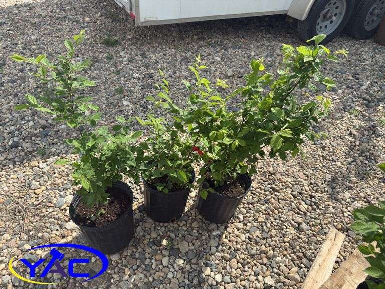 3- Nanking Cherries (BUYER MUST PAY 3X THE BID PRICE)