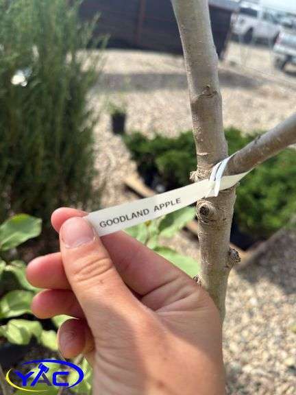 2- Goodland Apple Trees (BUYER MUST PAY 2X THE BID PRICE)
