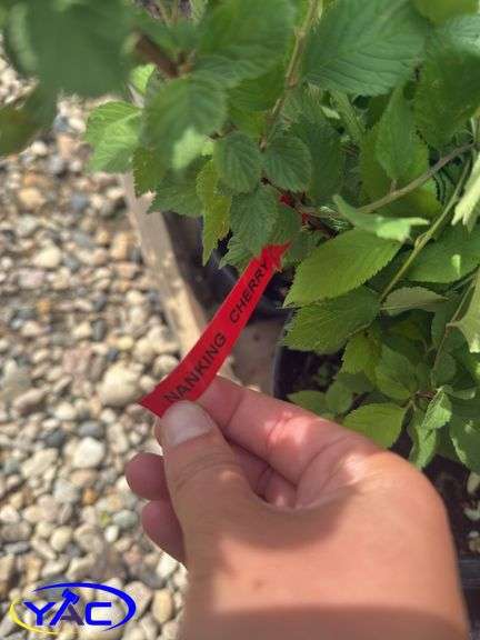 3- Nanking Cherries (BUYER MUST PAY 3X THE BID PRICE)