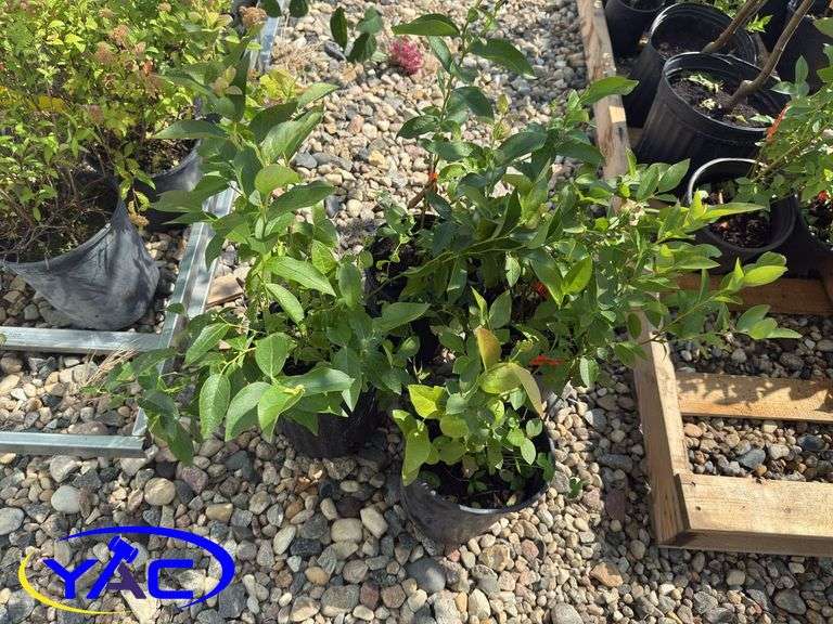 4- Polaris Blueberry (BUYER MUST PAY 4X THE BID PRICE)