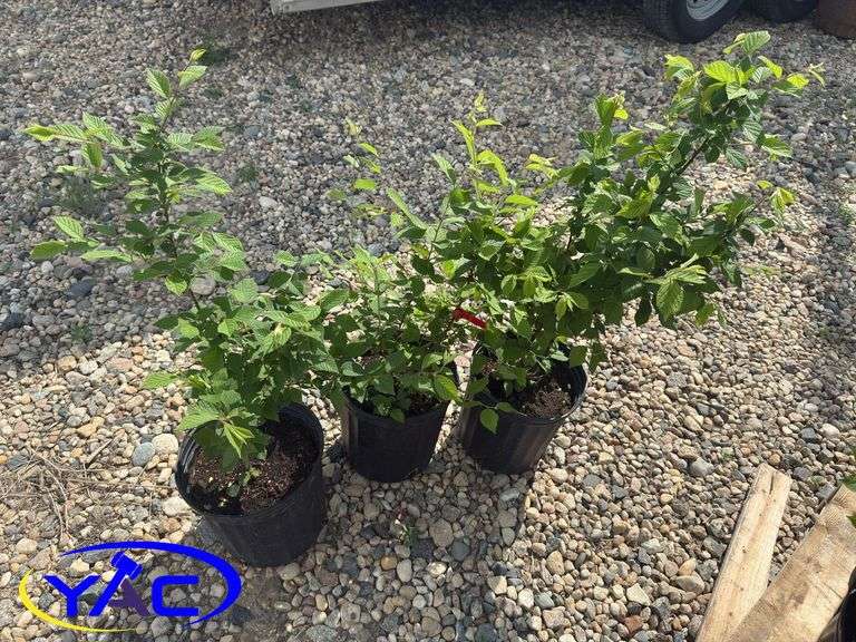 3- Nanking Cherries (BUYER MUST PAY 3X THE BID PRICE)