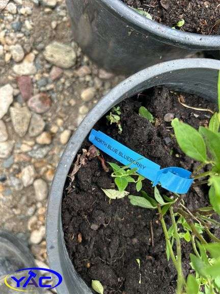 4- North Blue Blueberry (BUYER MUST PAY 4X THE BID PRICE)