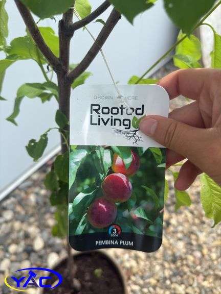 2- Pembina Plum's (BUYER MUST PAY 2X THE BID PRICE)