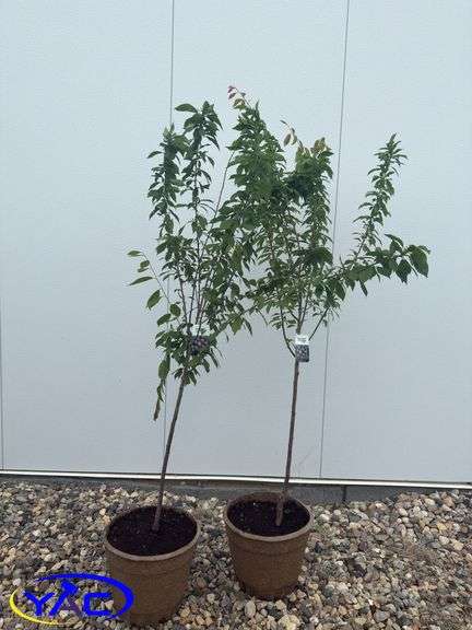 2- Tecumseh Plums (BUYER MUST PAY 2X THE BID PRICE )