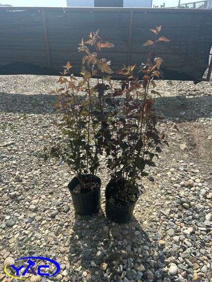 2- Satin Chocolate Ninebark (BUYER MUST PAY 2X THE BID PRICE)