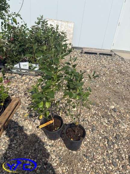 2- Juliet Cherries (BUYER MUST PAY 2X THE BID PRICE)