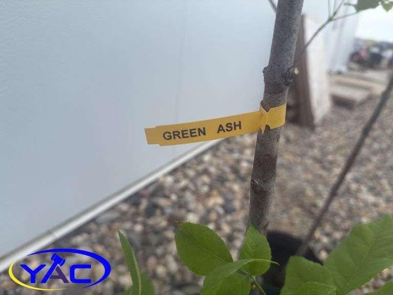 3- Green Ash Tree (BUYER MUST PAY 3X THE BID PRICE)