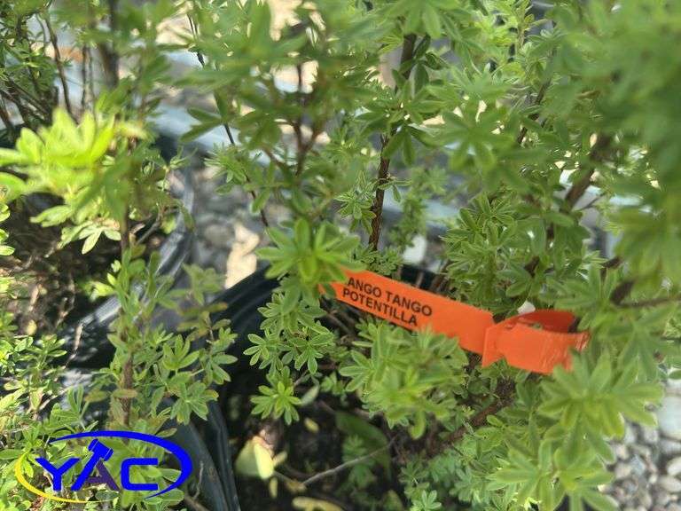 3- Mango Tango Potentilla (BUYER MUST PAY 3X THE BID PRICE)