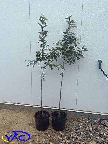 2 - Dolgo Crabapple (BUYER MUST PAY 2X THE BID PRICE)