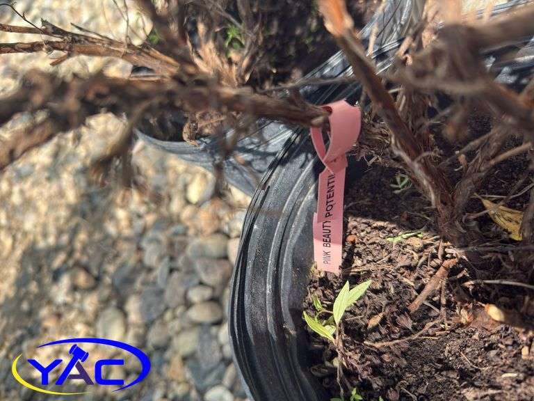 3- Pink Beauty Potentilla (BUYER MUST PAY 3X THE BID PRICE)